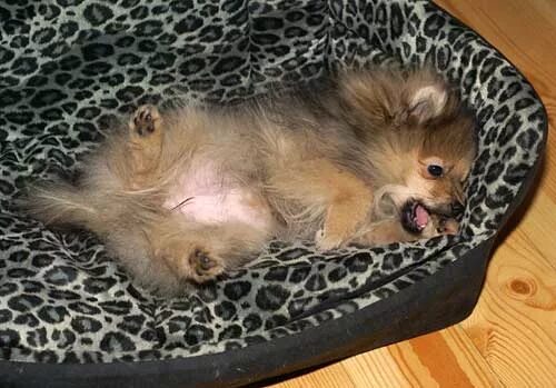 шпиц мерле. самый красивый шпиц в мире. шпиц живот. бритье шпица. юниорская линька у шпицев.