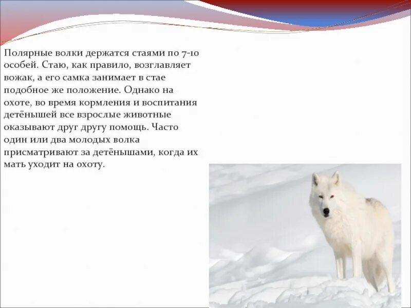 Полярный волк где находится на карте. Полярный волк вожак. Полярный волк доклад. Белый Полярный волк. Полярный волк описание для детей.