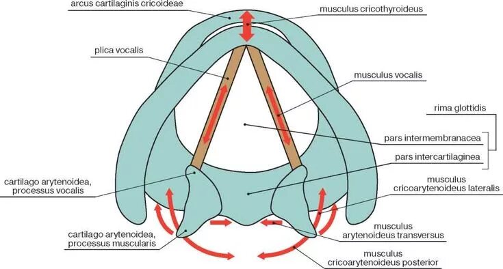 Строение голосовой щели. Голосовая щель и ее части. Передняя и задняя комиссура гортани. Голосовые связки анатомия строение. Удаление голосовых связок у собаки