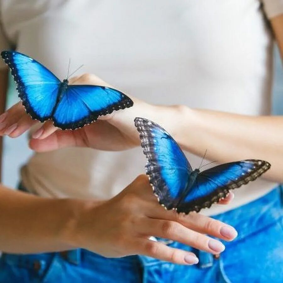 Фф баттерфляй. Звездочка баттерфляй состояние баттерфляй. Звёздочка баттерфляй слив. Звёздная принцесса и силы зла том и марко. Альбом с бабочками.