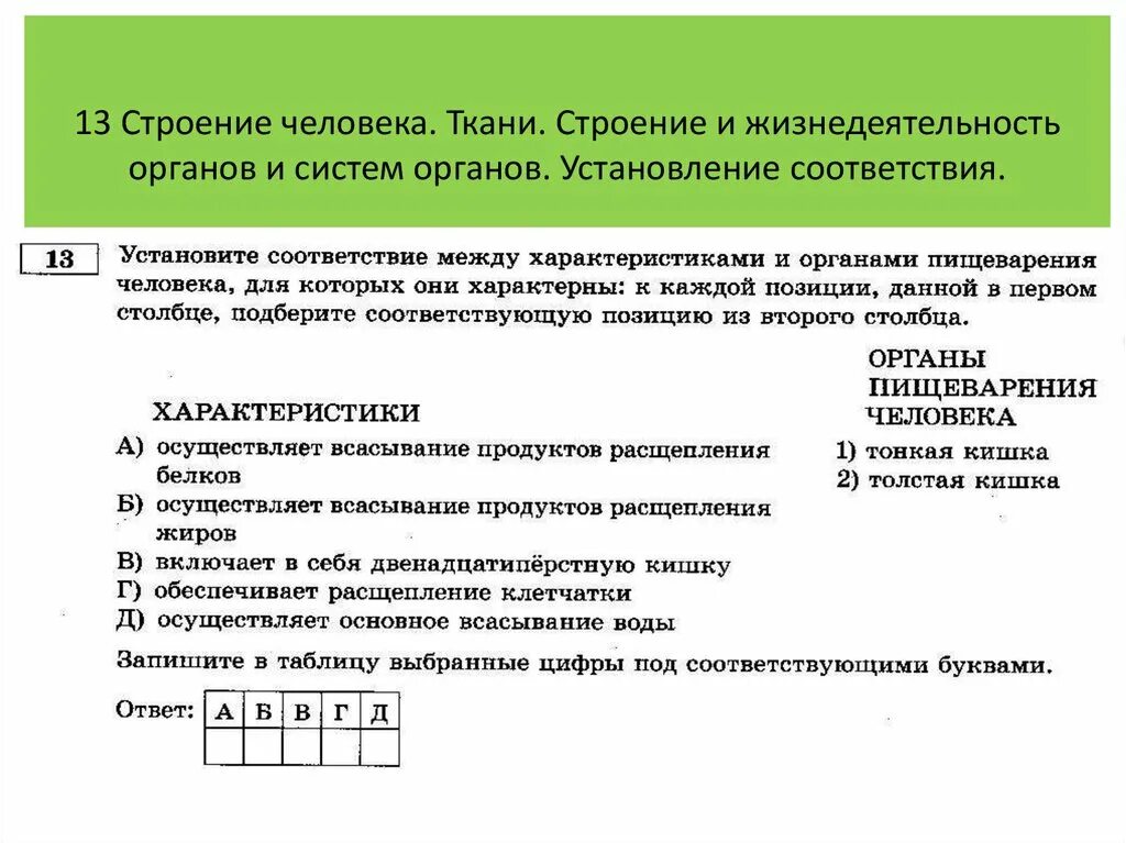 Строение и жизнедеятельность органов и систем органов. Органы жизнедеятельности. Жизнедеятельность органов и систем органов организма. Установление соответствия. Соответствие между органом и системой органов.