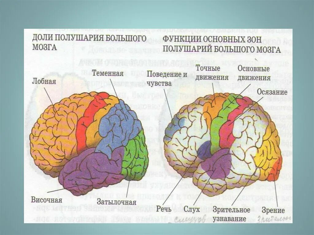 Какие зоны в лобной доле. Доли больших полушарий головного мозга схема. Строение больших полушарий головного мозга биология. Функции основных зон больших полушарий головного мозга. Строение доли зоны коры головного мозга.