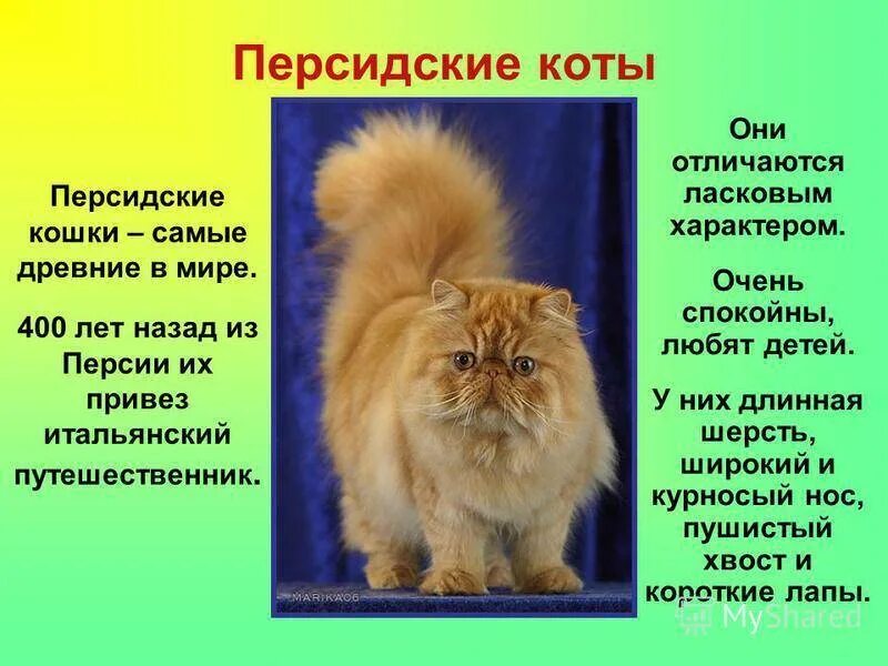 Включи кота описание. Персидская кошка описание. Рассказ о персидской кошке. Описание о котах. Рассказ о персидском коте.