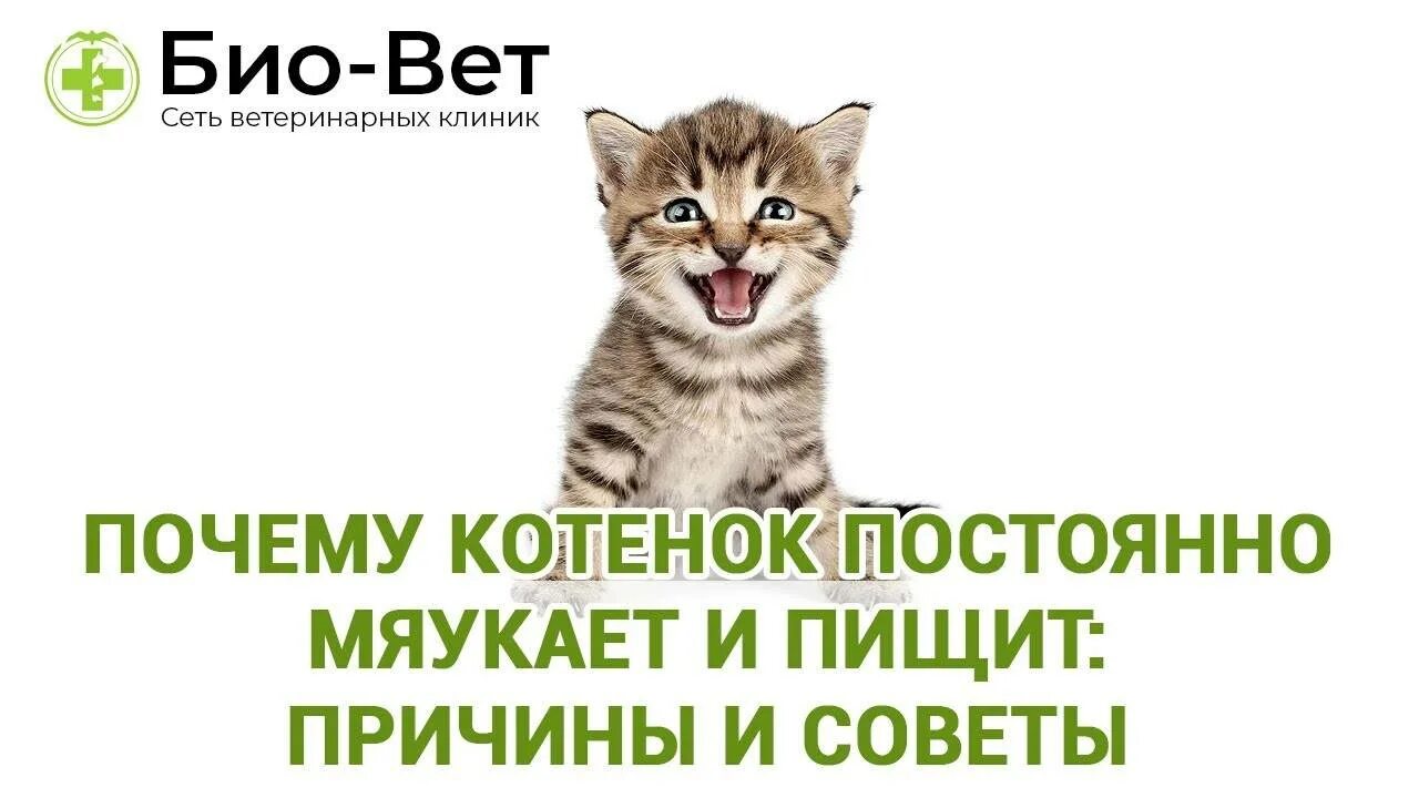 Котенок пищит постоянно