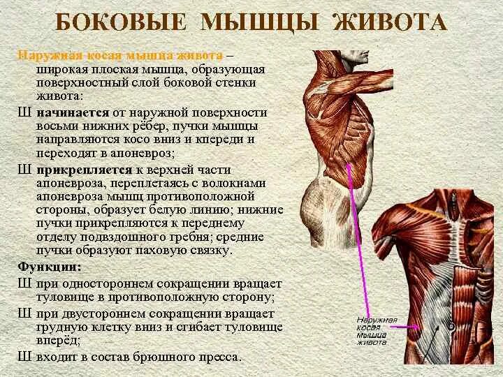 Мышцы сбоку живота. Назовите мышцы живота боковой группы.