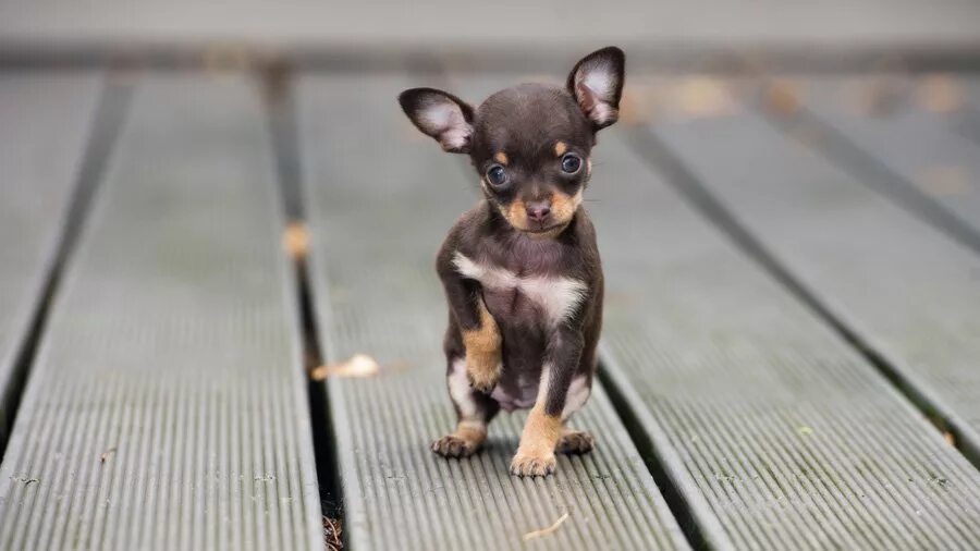 Самая маленькая порода. Карманные собачки. Маленькая карманная собачка. Самая маленькая собачка карманная. Собаки карманные чихуахуа.