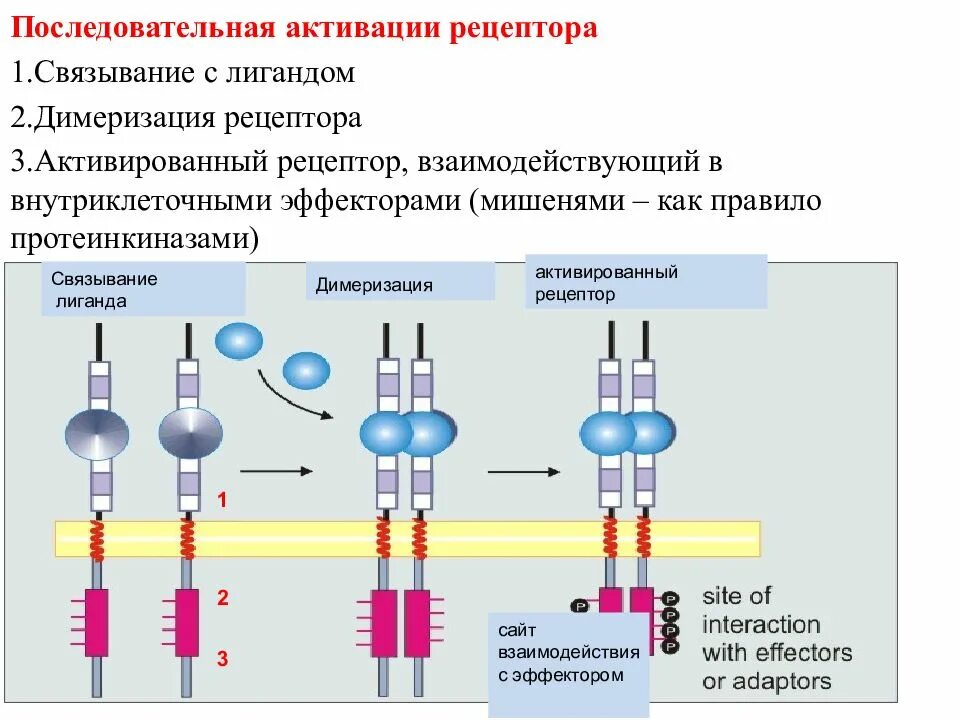 Димеризация это. Связывание лиганда с рецептором. Активация рецепторов. Лиганд Рецептор. Изучение связывания рецептора с лигандом.