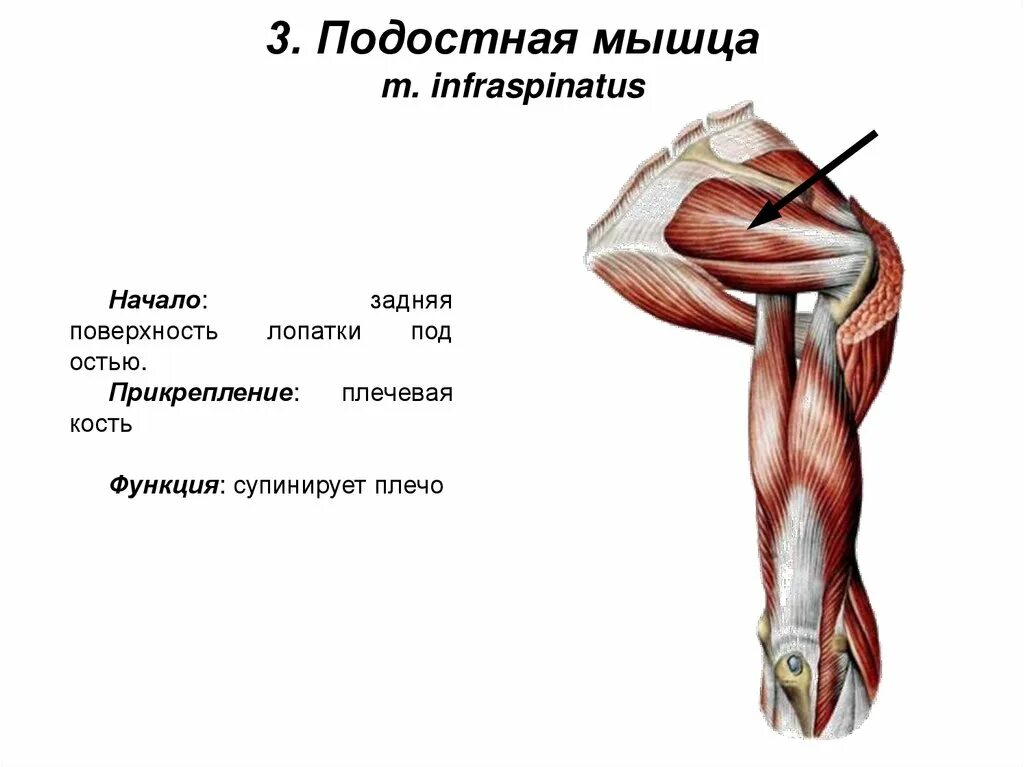 Большая круглая м. Подостная мышца плечевого сустава. малая круглая мышца. большая круглая мышца. растяжка подостной мышцы.