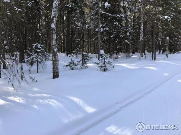 Стадион Кузина Архангельск. Лыжный стадион имени Кузина Архангельск. Стадион вс Кузина лыжный. Стадион Кузина Архангельск трасса. Стадион кузина