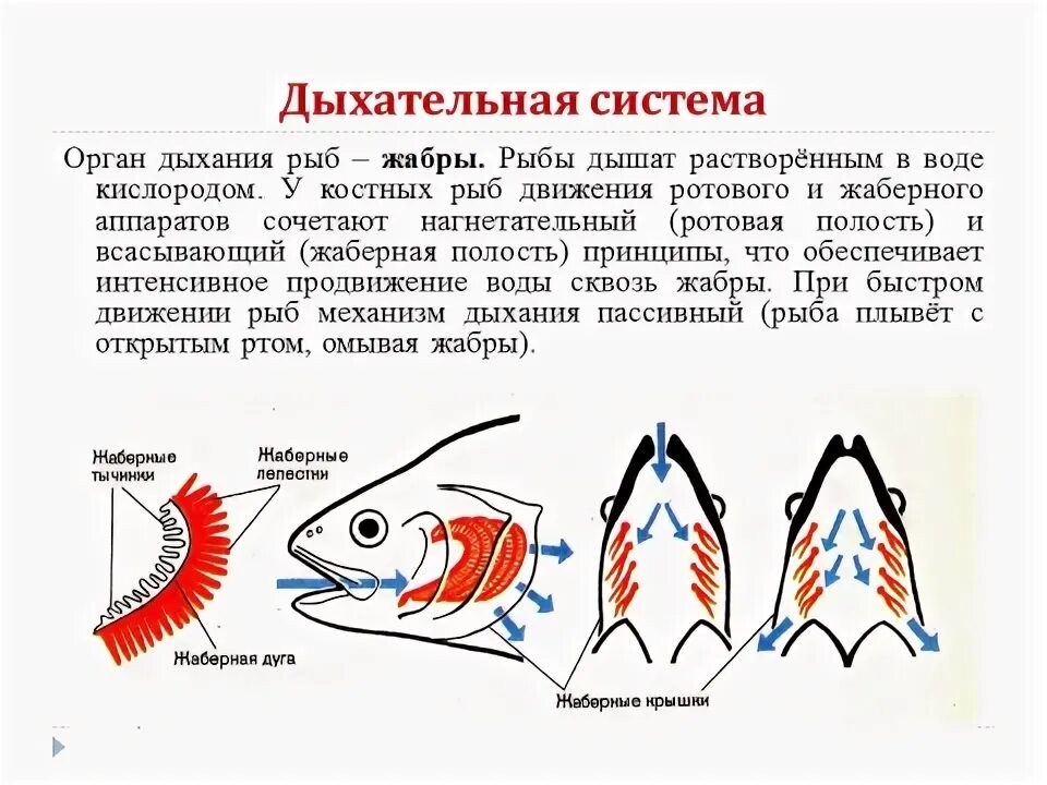 Противоток в жабрах рыб. Дыхательная система рыб для 4 класса. Органы дыхательной системы у рыб. Жабры рыбы строение. Дыхание рыб в воде