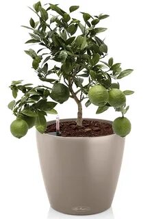 Plants интернет магазин