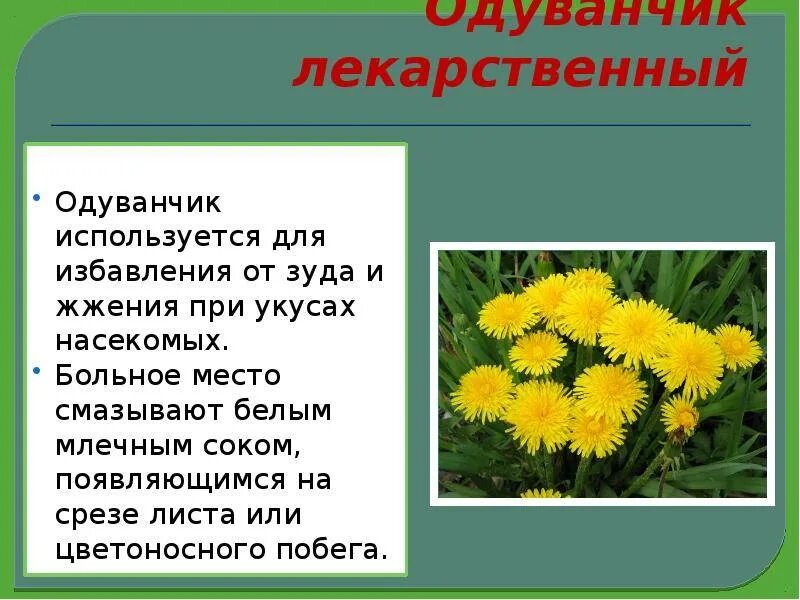 Одуванчики польза и вред для человека отзывы. Одуванчик лекарственное растение. Одуванчик лекарственный применяется для. Одуванчик описание. Одуванчик лекарственный описание.