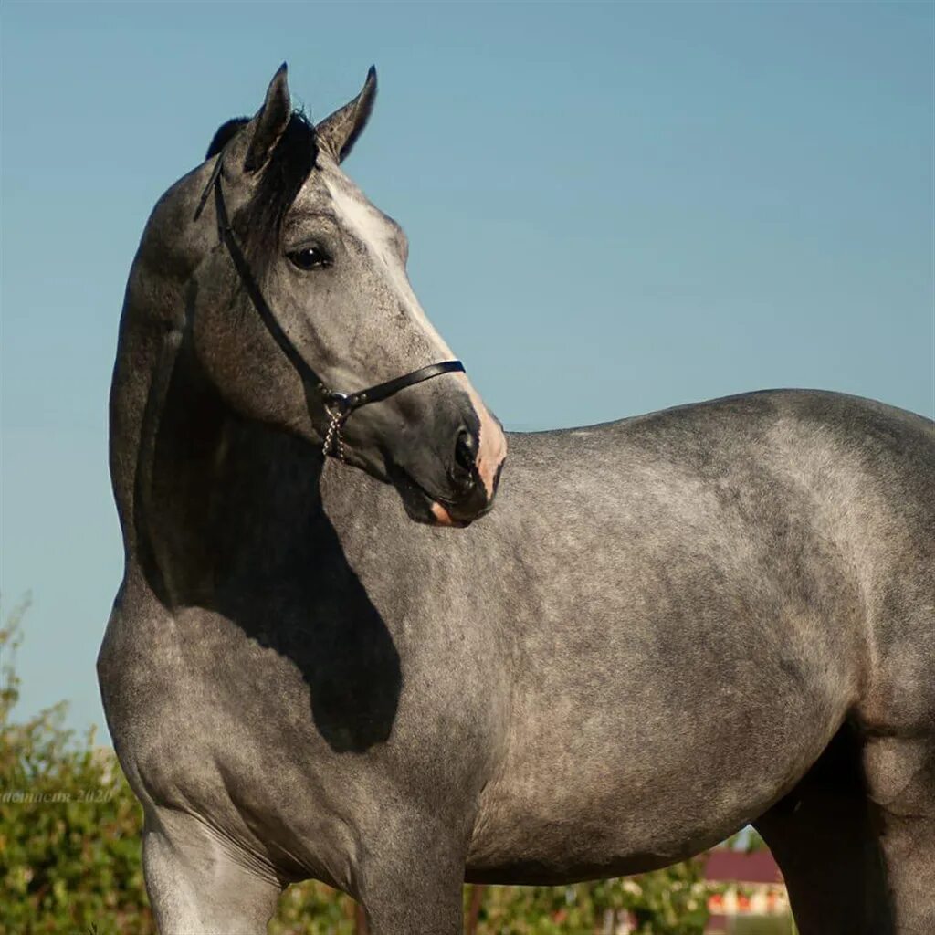 ганноверский жеребец 2 года. жеребец 2. ганноверская порода лошадей. 2 жеребца. русский рысак кобыла гнедая.