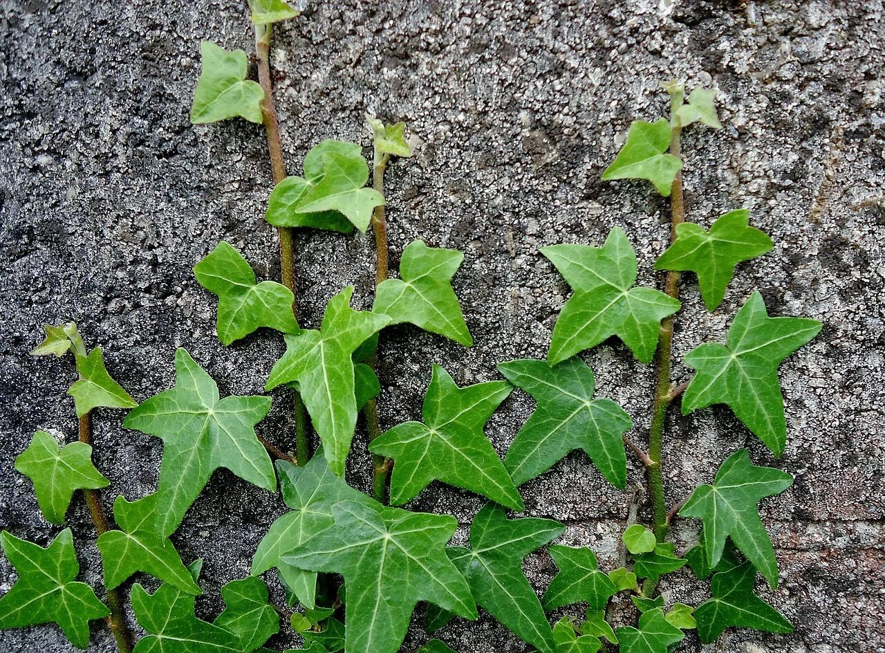 Плющ Хедера. Плющ кленолистный. Плющ Хедера лист. Плющ — Ivy (Hedera. Плющ б