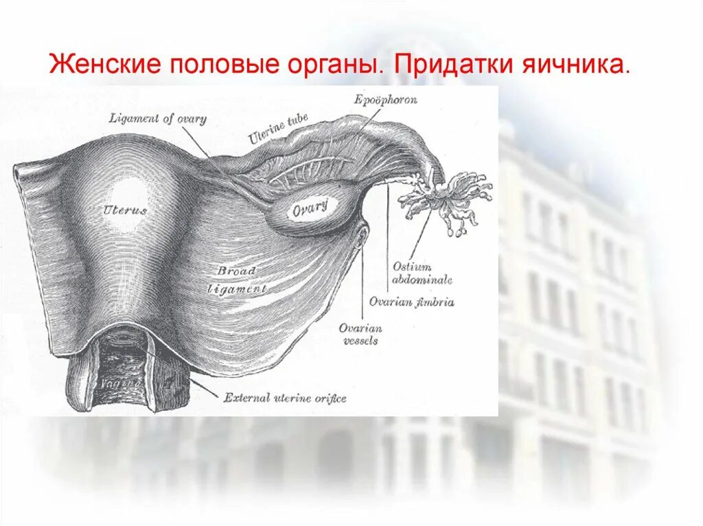 Строение матки с придатками и яичниками. Матка придатки яичники анатомия. Строение матки яичников и придатков. Придатки яичника анатомия. Женские половые органы яичник