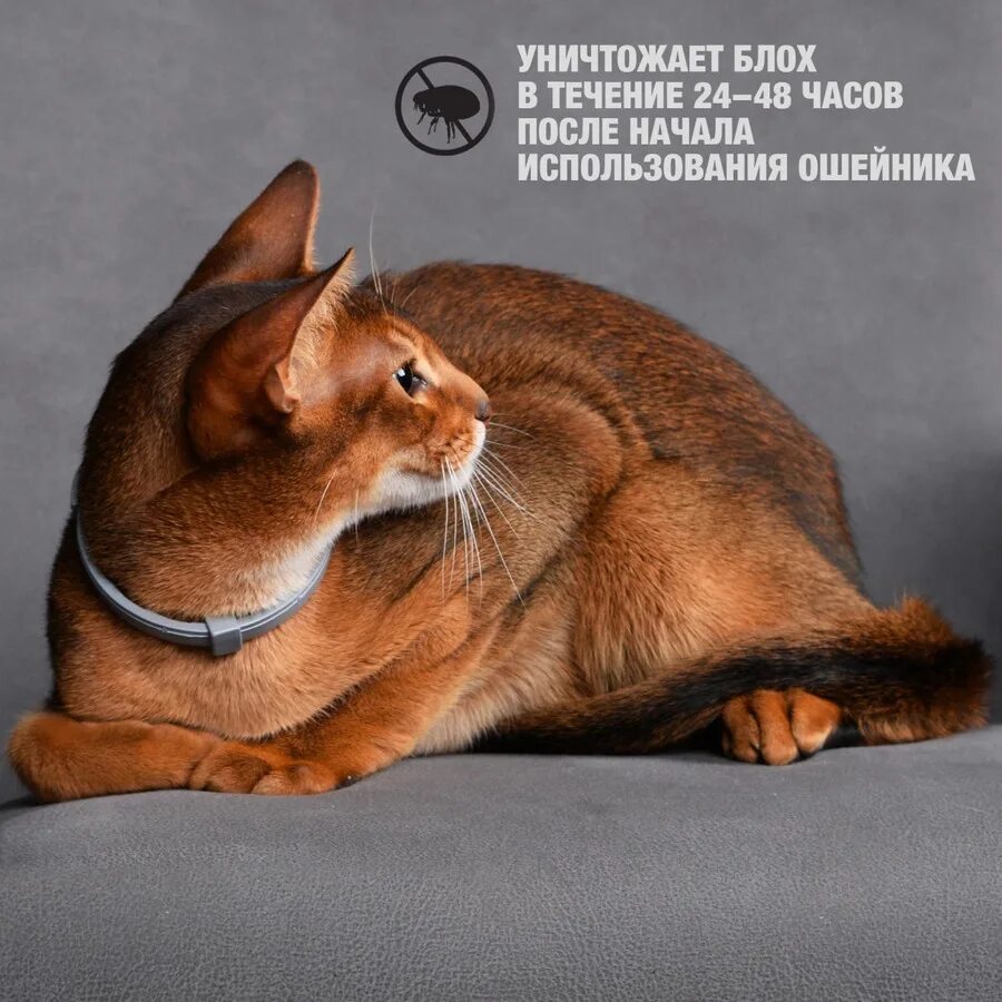 Ошейник от клещей для кошек рольф 3д. Ошейник рольф для кошек от клещей 3д дляуошек. rolf 3d для кошек ошейник. рольф клуб ошейник для кошек. ошейник от блох и клещей rolfclub 3d.