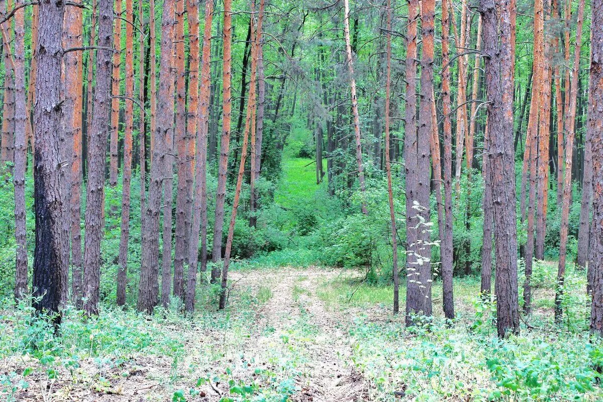 воронежское лесами. шипова дубрава павловска воронежской области. воронежская область борисоглебский лесной массив. мичуринск река лесной воронеж. сосновый лес горд павловск воронежская область.