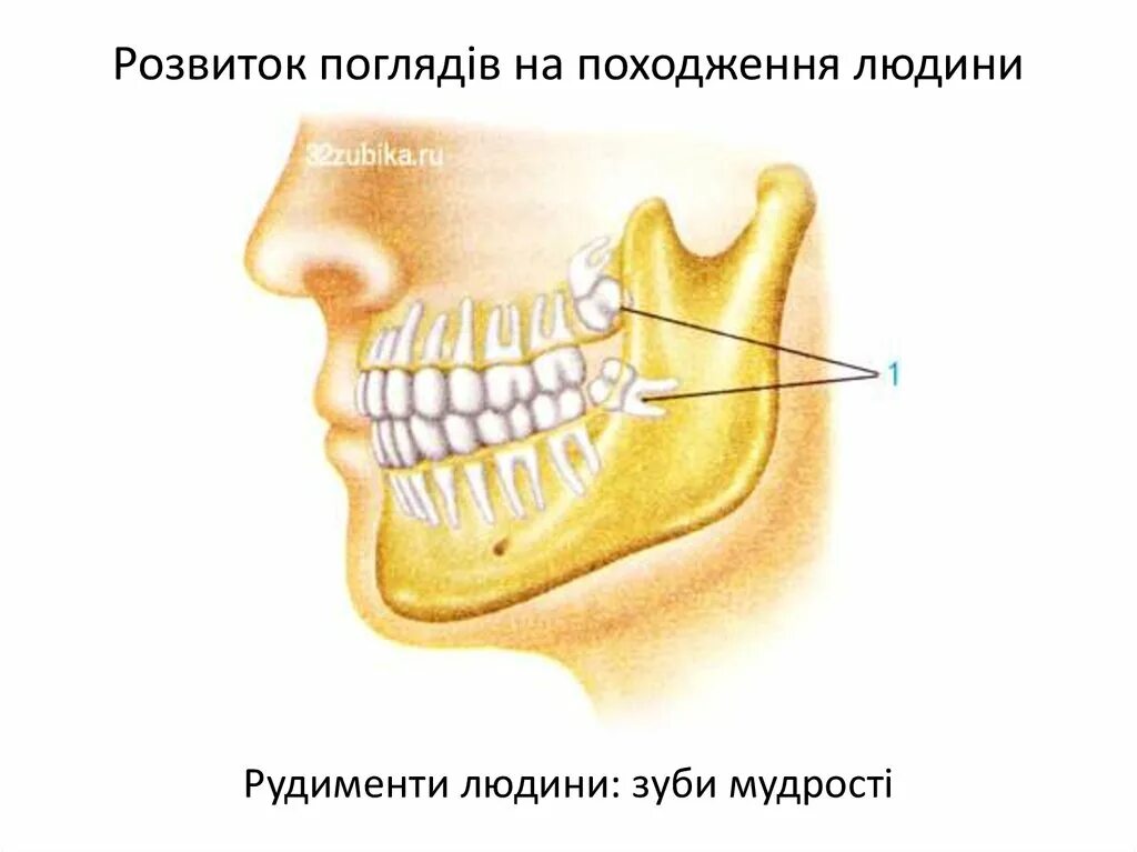 Рудименты человека зубы мудрости.