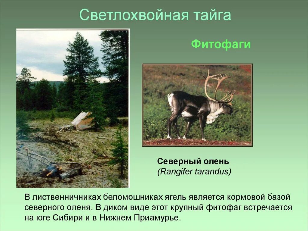 Светлохвойная тайга растительность. Светлохвойная тайга и темнохвойная тайга. Светлохвойные леса животные. Светлохвойные леса животные. Керженский заповедник нижегородская область лес.
