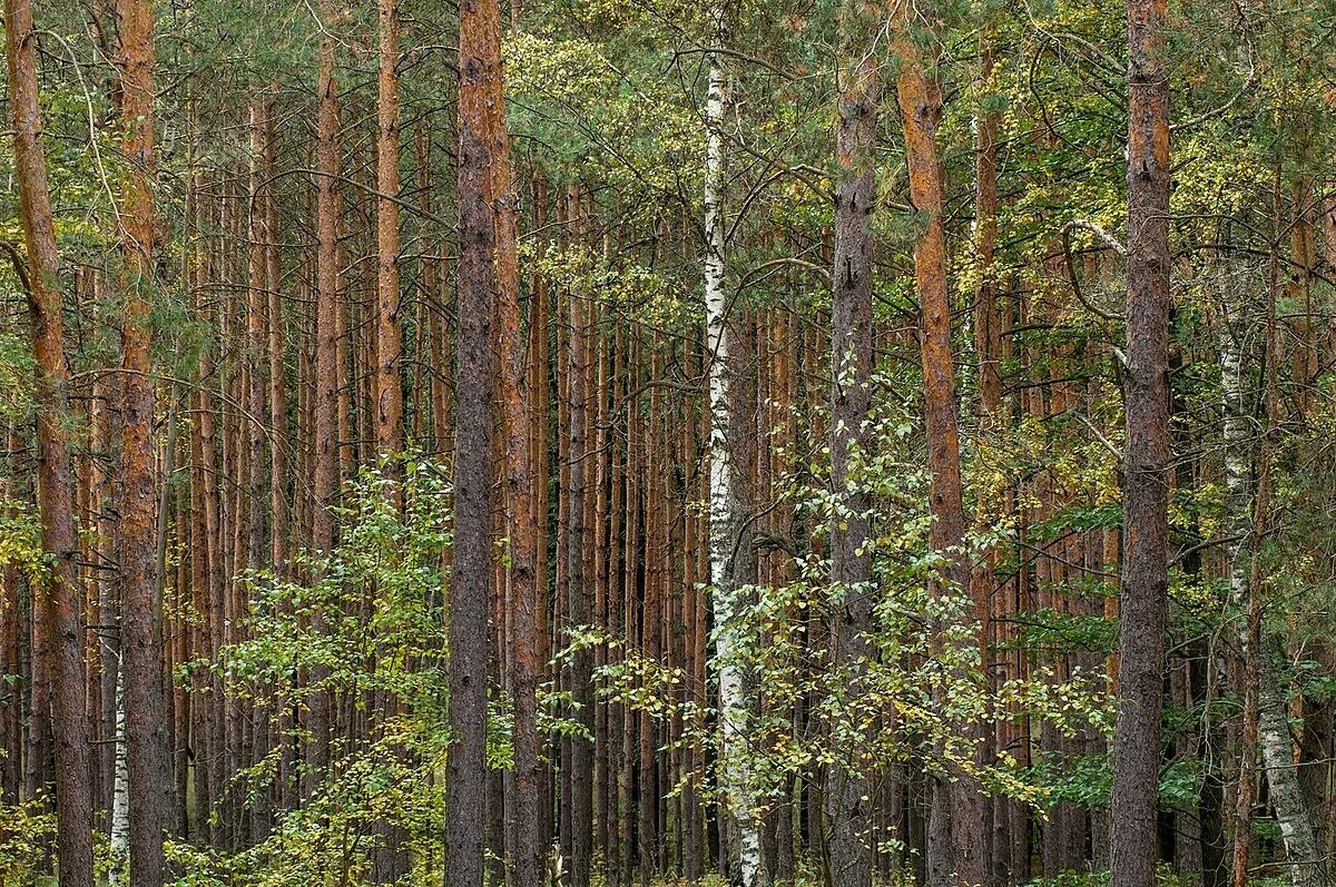 Смежные леса. Березово Сосновый лес. Березово еловый лес. Сосново-Березово-осиновый лес. Смешанный Сосново березовый лес.