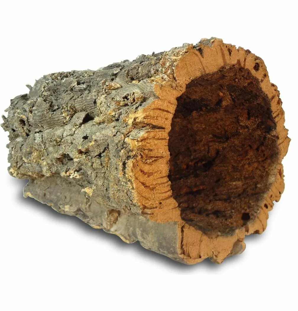 Пробковое покрытие текстура. Пробковая стена в интерьере. Пробковое дерево в разрезе. Пробкового дерева под дерево под. Пробковое дерево древесина.