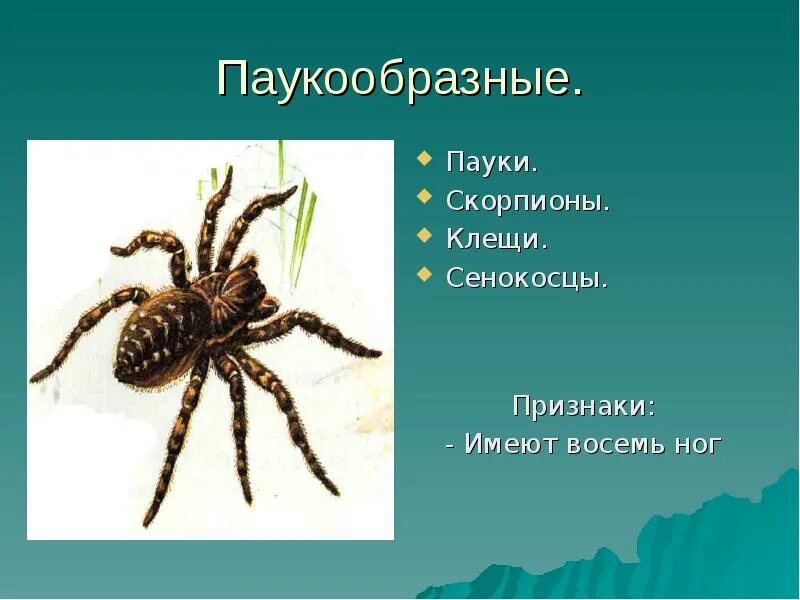 Паукообразные пауки Скорпионы сенокосцы. Паукообразные 7 класс биология. Представители паукообразных 7 класс биология. Паукообразные представители 3 класс окружающий мир. Выбери признаки паукообразных