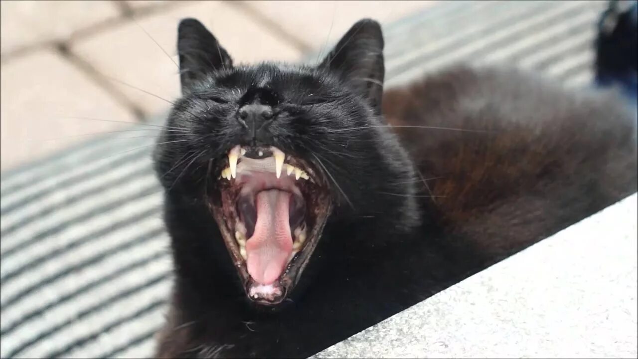 Смазанные коты