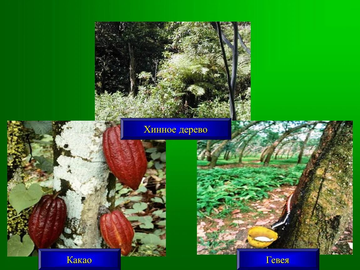 Виды растений в южной америке. Растения материка Южная Америка. Характерные растения Южной Америки. Растения Южной Америки список. Растения растущие в Южной Америке.