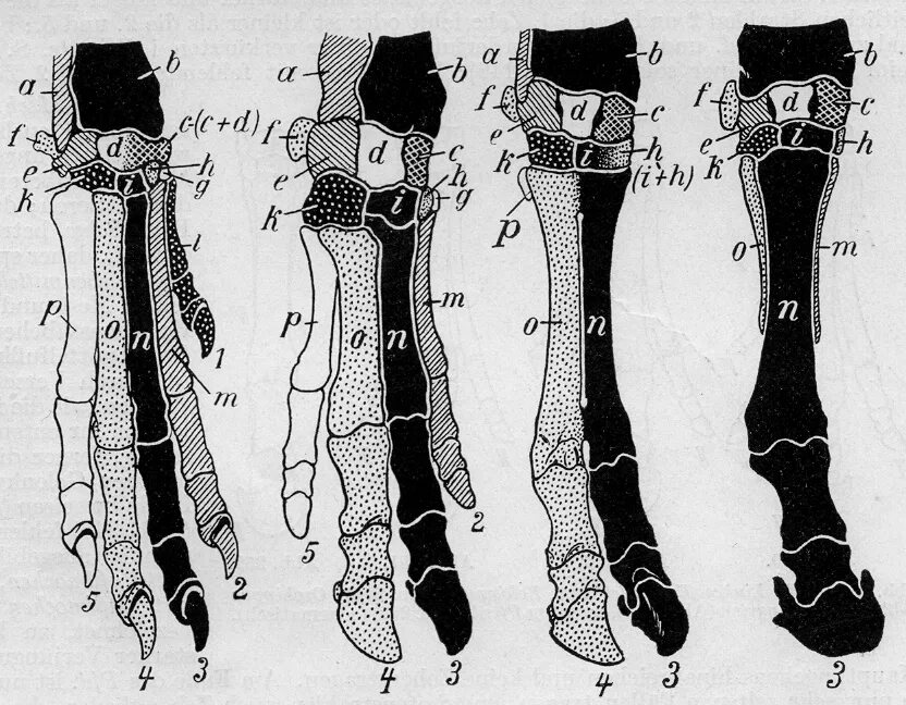 Кость лапы собаки. Кости пясти лошади. Кость пясти КРС. Кости запястья собаки анатомия. Запястье и пясть КРС.