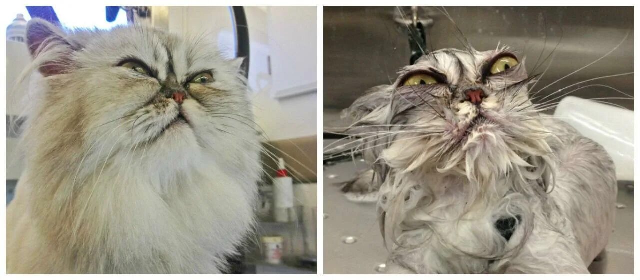 Коты после мытья. Кот до и после мытья. Мокрый кот. Мокрый персидский кот.