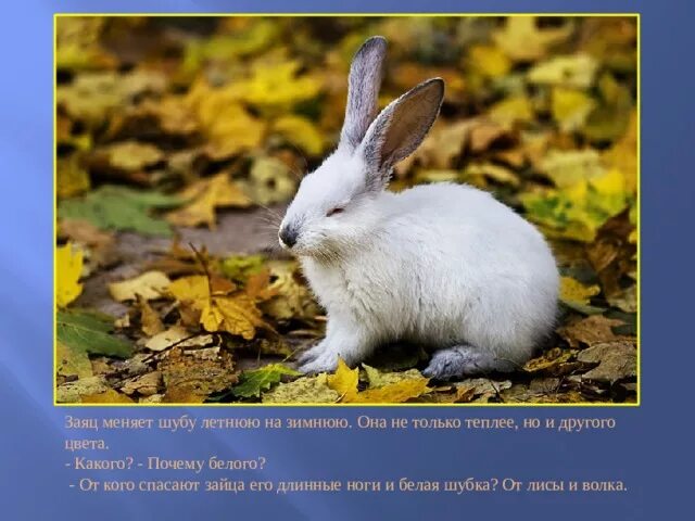 Заяц осенью фото Заяц листопадничек википедия: найдено 82 изображений