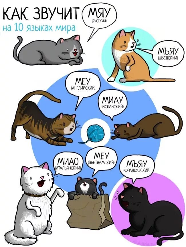 5 говорящих кошек. Кот на разных языках. Кошка на других языках. Мяу на разных языках. Звуки животных на разных языках.