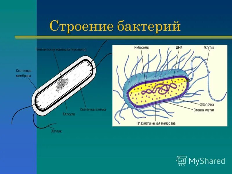 Строение бактериальной клетки. У бактерий есть органоиды.