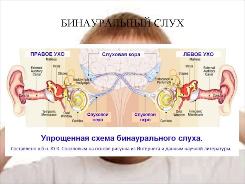 Значение слуха кратко. Механизм бинаурального слуха физиология. Бинауральный слух схема. Исследование бинаурального слуха. Механизм формирования бинаурального слуха.