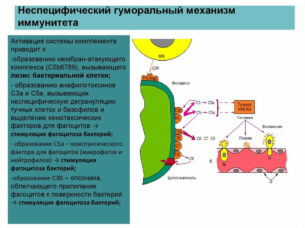 Неспецифические иммунные факторы. Система комплемента в неспецифическом иммунитете. Неспецифические механизмы иммунитета. Неспецифический иммунный ответ система комплемента. Неспецифический гуморальный иммунитет.