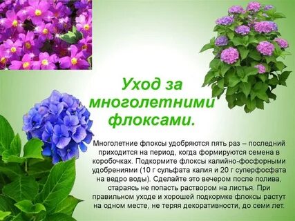 Флоксы уход подкормка