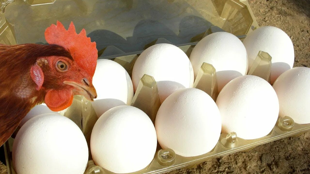 Кровь в яйцах кур. Яйца три несушки. Куры несушки 2 желтковые яйца. Несушка с яйцами. Яйцо на начальную несушку.