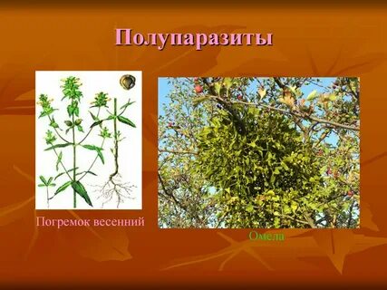Паразитные сорняки