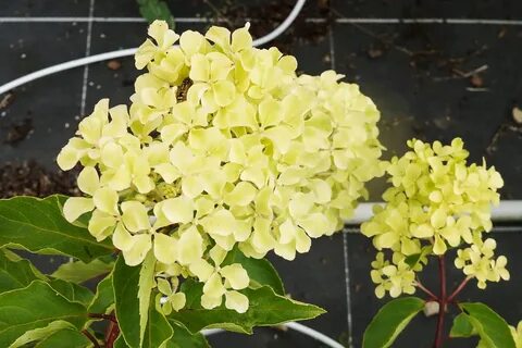 Perle de