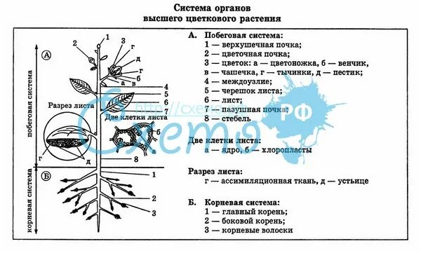 Органы цветковых растений схема 6 класс. Органы растений вегетативные и генеративные схема. Какие органы растений относятся к вегетативным. Органы цветкового растения 5 класс биология таблица. Вегетативные и генеративные органы растений.