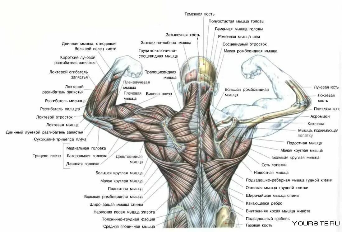 Какие мышцы наиболее развиты. Мышцы спины человека схема. Мышцы спины анатомический атлас. Мышцы спины анатомия упражнения. Схема мышц спины человека с названиями.
