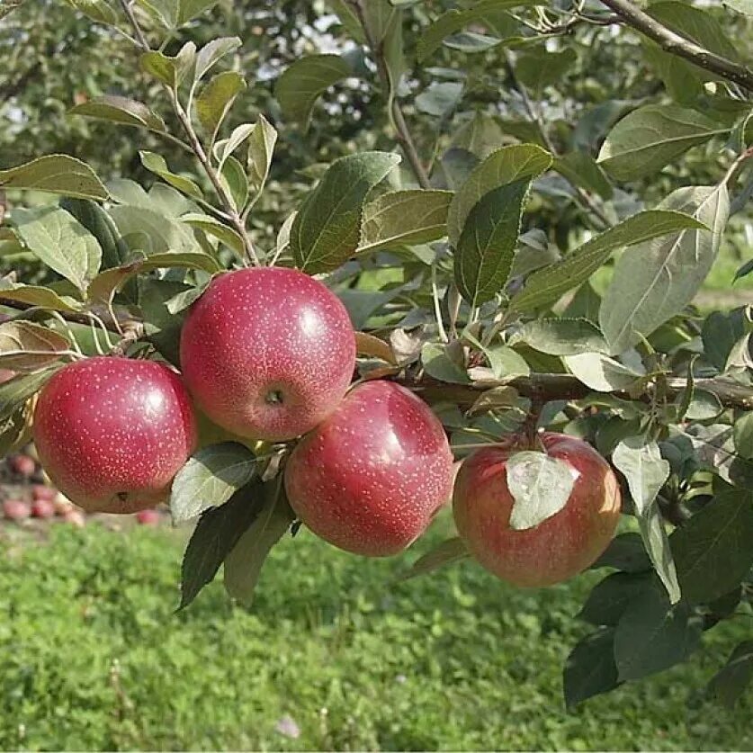 Сорт яблок шафран саратовский. Пипин шафран сорт. Ранетки пепин. Сорт яблок шафран. Сорт яблони пепин шафран.