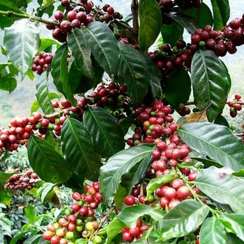 Кофе Аравийский Арабика. Кофе Аравийское растение. Кофейное дерево Арабика. Кофе Аравийский дерево. Кофе аравийский растение