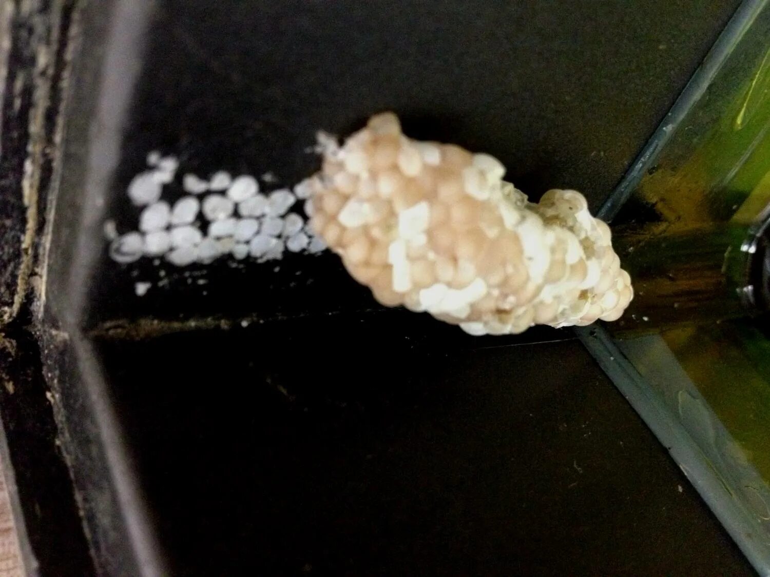 Как выглядит икра улиток. Икра улиток ампулярий. Яйца улитки ампулярии. Ампулярии размножение икра. Как выглядит икра улиток.