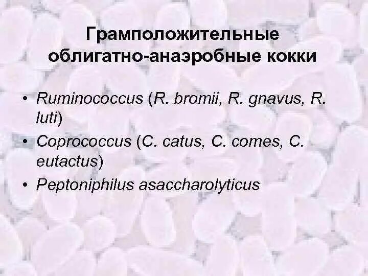 Грамотрицательные анаэробные кокки. Грамотрицательные анаэробные кокки. Анаэробные кокки. Анаэробиоз это микробиология. Вейлонелла микробиология.