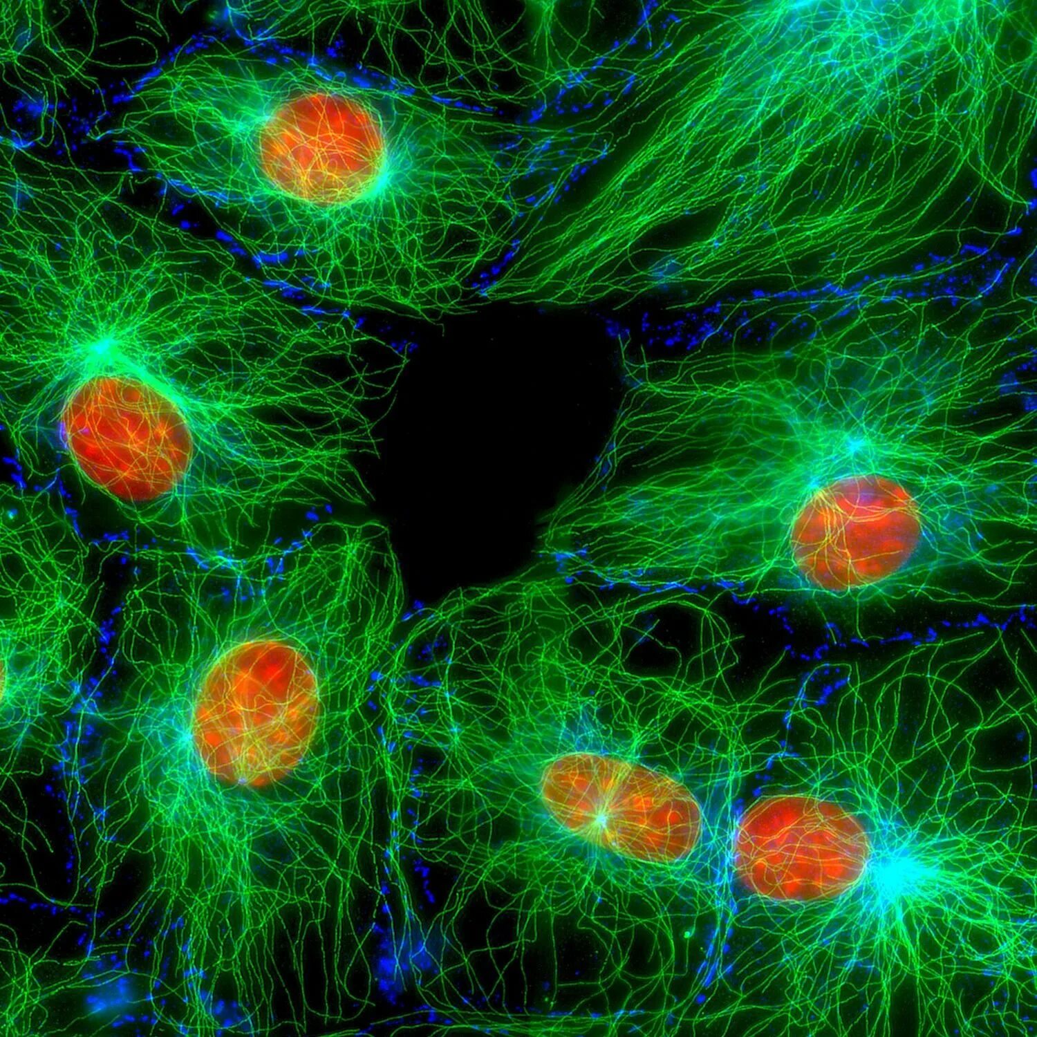 Цитоскелет флуоресцентная микроскопия. Микротрубочки микрофотография. Цитоскелет флуоресценция. Цитоскелет микрофотография. Какие клетки живые на препарате