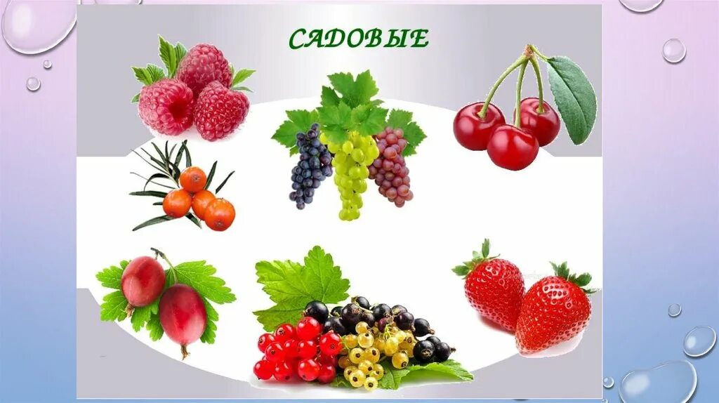 Ягоды лесные и садовые для дошкольников. Ягоды лесные и садовые. Окружающий мир ягоды старшая группа. Где растут лесные ягоды по цели. Ягоды лесные и садовые.