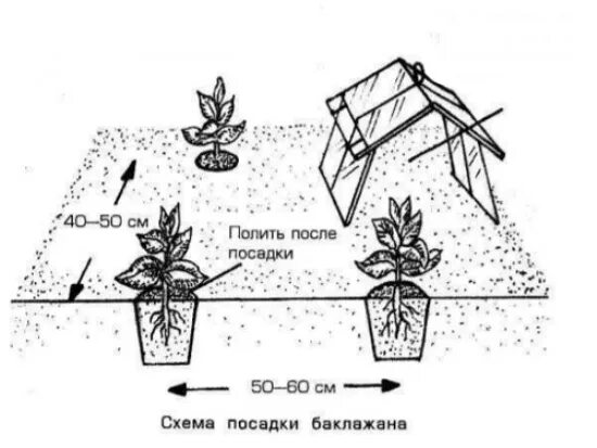 Можно ли заглублять огурцы. Схема высадки рассады перца в открытый грунт. Схема высадки баклажан в открытый грунт. Схема высадки перца в открытом грунте. Схема посадки рассады баклажанов.