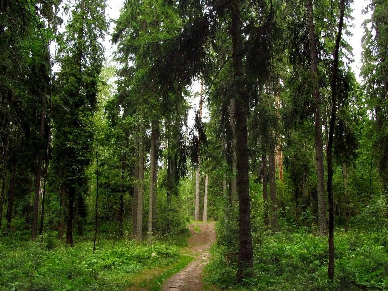 Линдуловская роща тропа. Мугреевский лес реликтовый лес. Реликтовый лес Челябинск. Реликтовые леса Параньгинский район. Лесной лесное ш 1