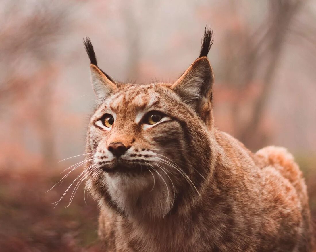 Рысь 2013. Рысь линкс. обыкновенная рысь lynx lynx. рысь дальневосточная. гималайская рысь.